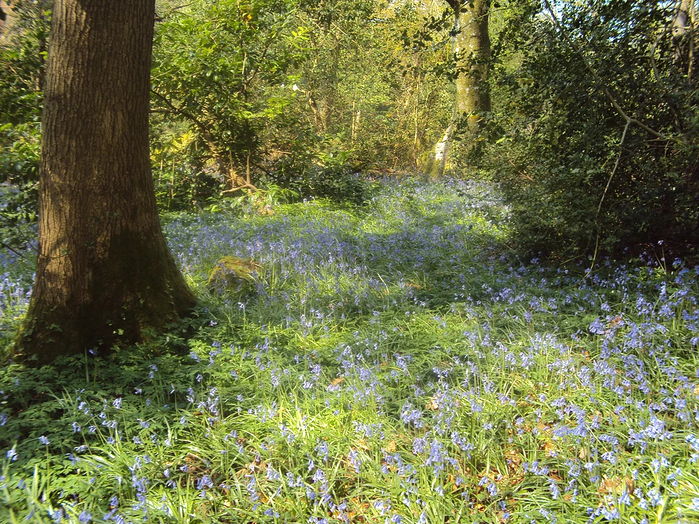 Bluebells